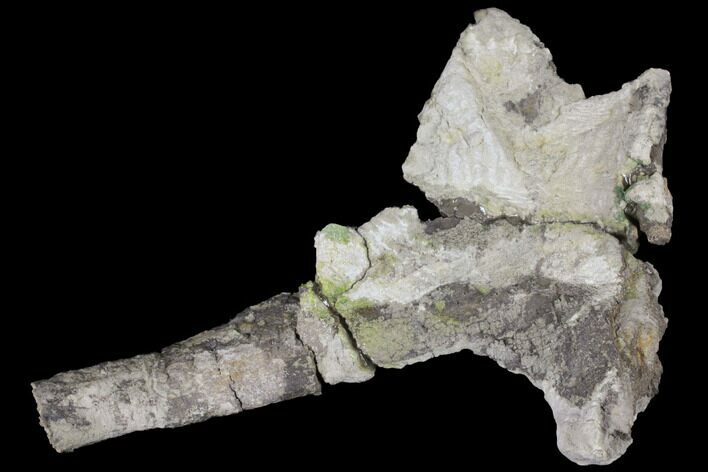 Unprepared Camarasaurus Rib Section - Colorado #120353